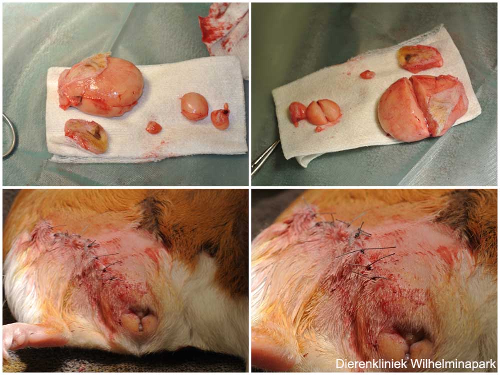 Er is een tumor naast de melkklier bij deze cavia